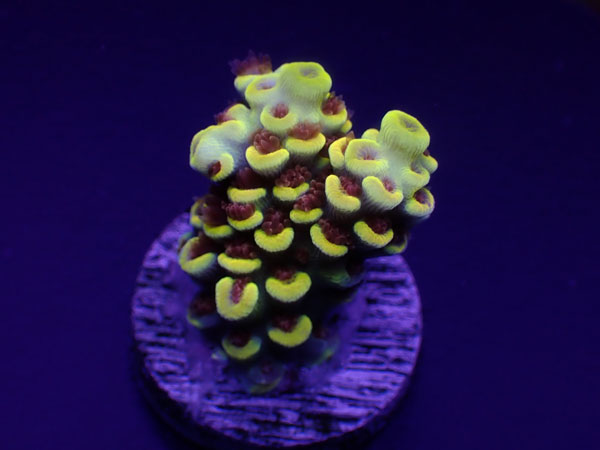【単品販売】Indo Acro Tenuis-Burning BANANA Tenuis- No.409