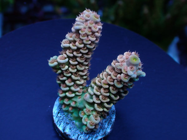 【単品販売】Indo Acro Tenuis-Golden Hive Tenuis- No.421