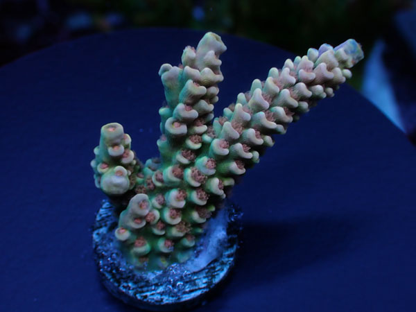 【単品販売】Indo Acro Tenuis-Golden Hive Tenuis- No.423
