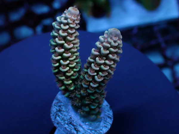 【単品販売】Indo Acro Tenuis-Golden Hive Tenuis- No.425