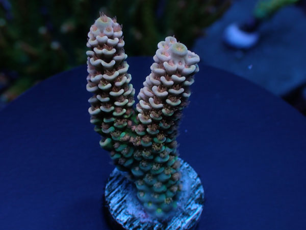 【単品販売】Indo Acro Tenuis-Golden Hive Tenuis- No.426