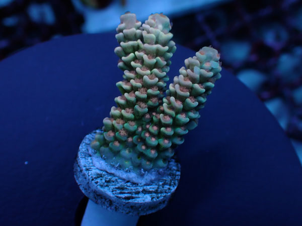 【単品販売】Indo Acro Tenuis-Golden Hive Tenuis- No.427