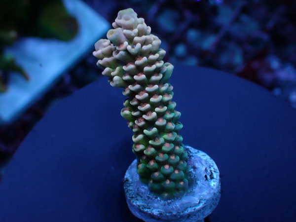 【単品販売】Indo Acro Tenuis-Golden Hive Tenuis- No.428