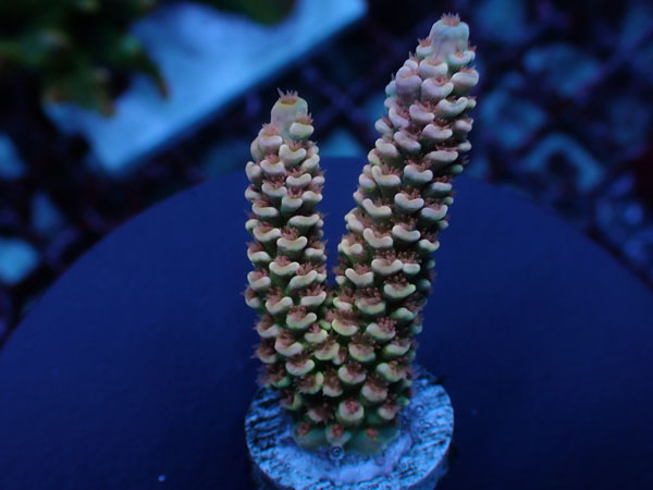 【単品販売】Indo Acro Tenuis-Golden Hive Tenuis- No.429