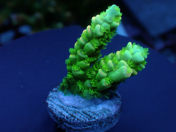 【単品販売】Indo Acro Tenuis-Special/Orange Tip Tenuis- No.438