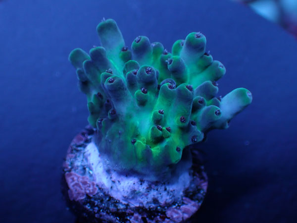 RRC　Shazam-Reef Raft Canada- No.441