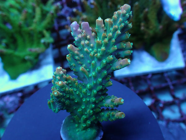 UC Rainbow Loom-Urocoral- No.443