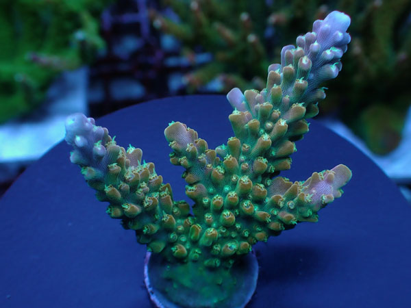 UC Rainbow Loom-Urocoral- No.446