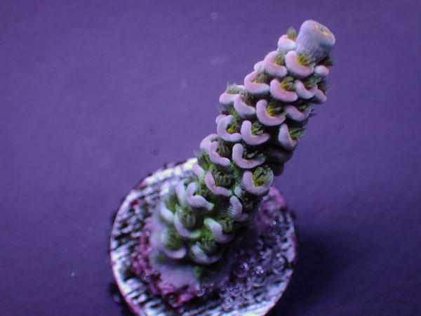 Indo Acro Tenuis-Special- No.447