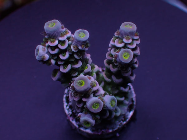 Indo Acro Tenuis-Special- No.449