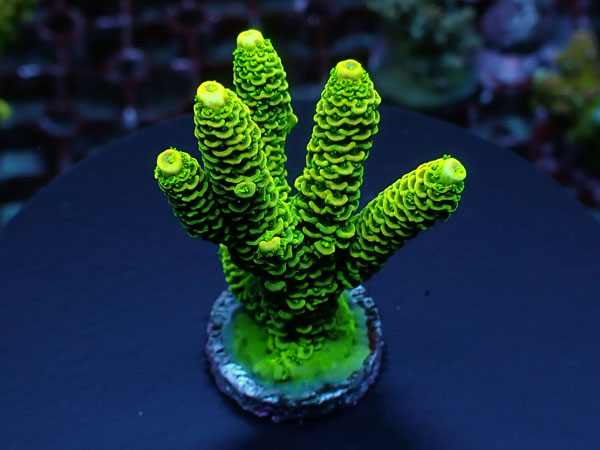 Acro Millepora-Milly-  No.400