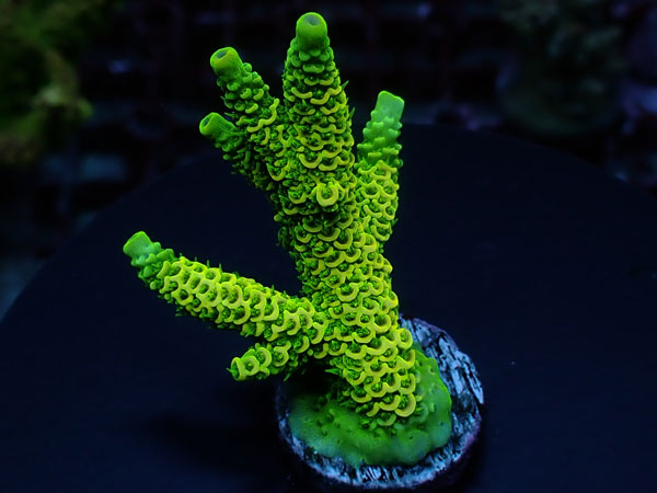 Acro Millepora-Milly-  No.401