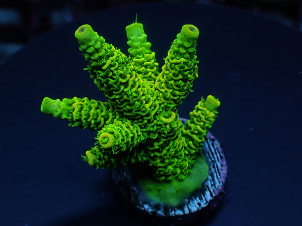 Acro Millepora-Milly-  No.402