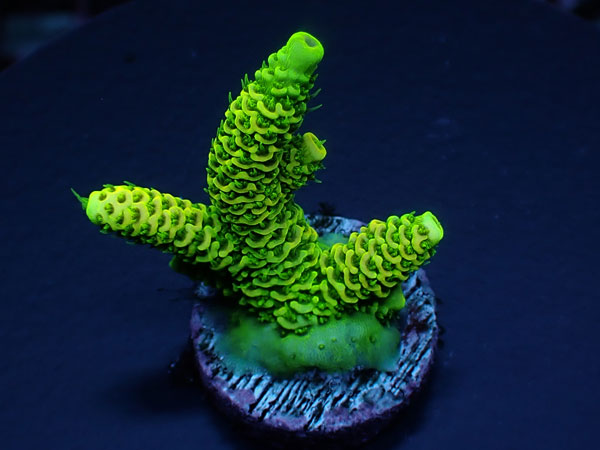Acro Millepora-Milly-  No.404