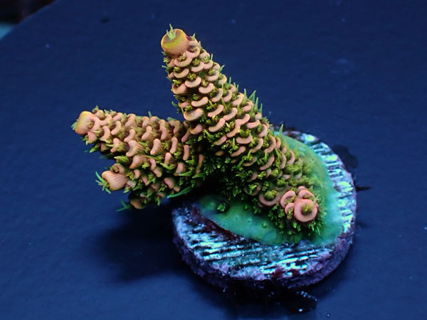 Acro Millepora-Sunset Milly-  No.405