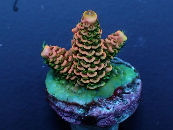 Acro Millepora-Sunset Milly-  No.406