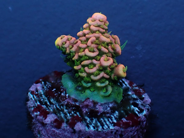 Acro Millepora-Sunset Milly-  No.407