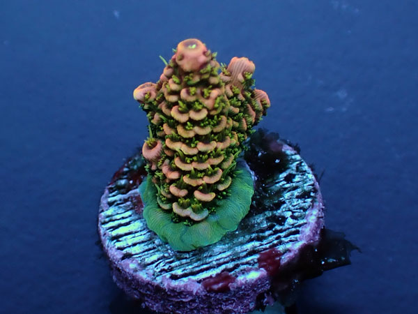 Acro Millepora-Sunset Milly-  No.408