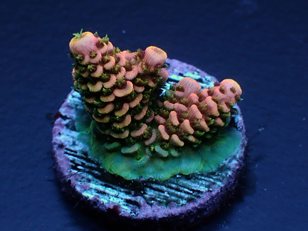 Acro Millepora-Sunset Milly-  No.409