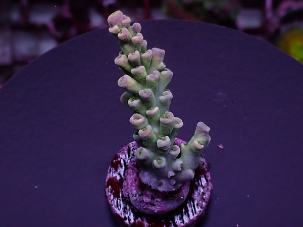 Acro Tenuis-Indo Special-  No.410