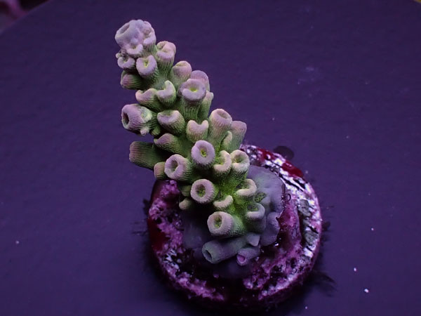 Acro Tenuis-Indo Special-  No.411