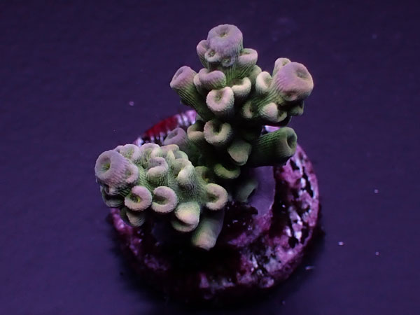 Acro Tenuis-Indo Special-  No.412