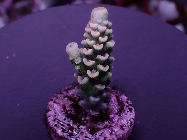 Acro Tenuis-Indo Special-  No.413