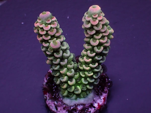 Acro Tenuis-Homewrecker- No.417