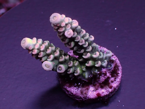 Acro Tenuis-Homewrecker-  No.419