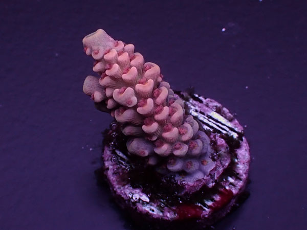 Acro Tenuis-Indo Red Tenuis- No.421