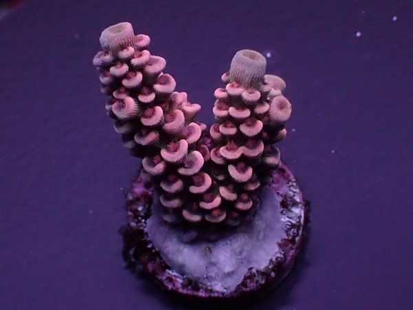 Acro Tenuis-Indo Red Tenuis- No.422