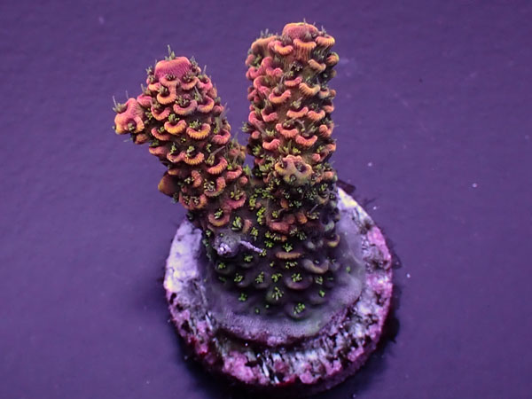Acro Millepora-Rainbow Milly- No.426