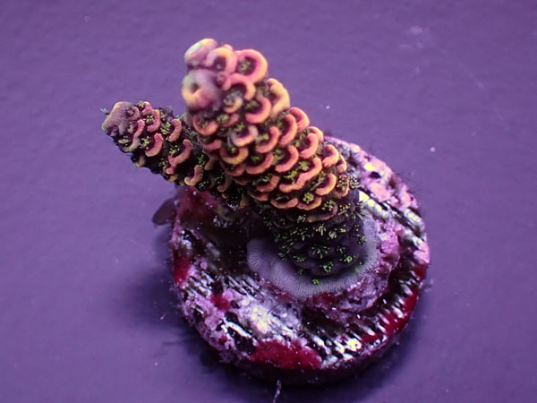 Acro Millepora-Rainbow Milly-  No.427