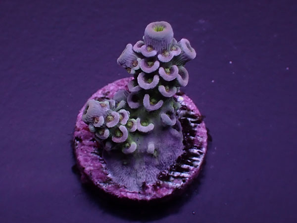 Acro Tenuis-High Grade Tenuis-  No.429