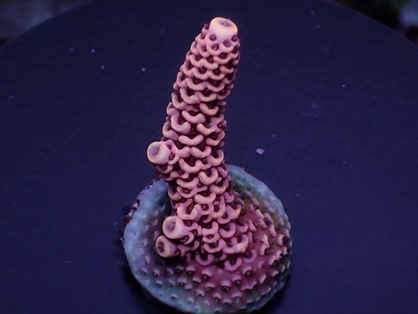 Acro Millepora-Pink Milly-  No.433