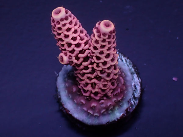 Acro Millepora-Pink Milly- No.434