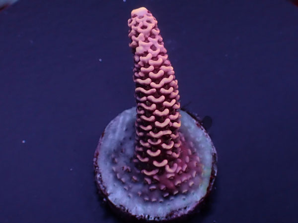 Acro Millepora-Pink Milly- No.435