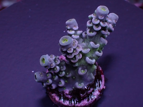 Acro Tenuis-High grade Tenuis- No.441