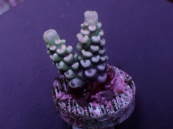 Acro Tenuis-High grade Tenuis-  No.443