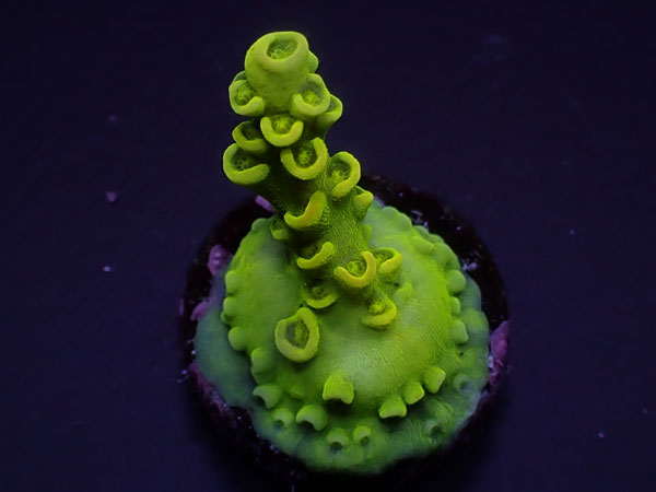 GB Indonesia Acro Elegunchula-激レアミドリイシ-  No.447