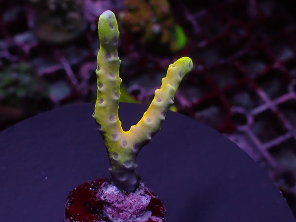Anacropora-Golden Rod-  No.456