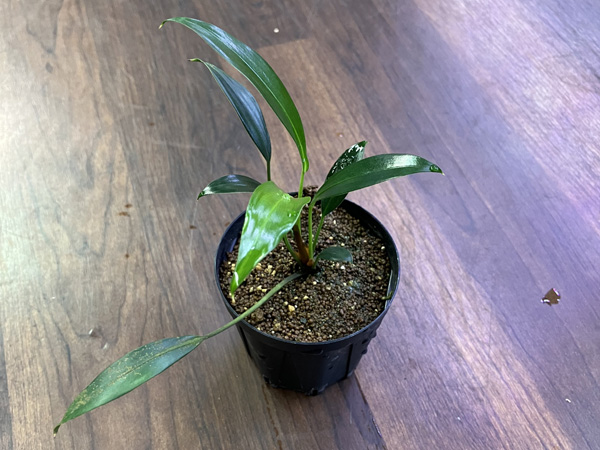 mania☺️様用　斑入りソテツ　【奄美大島】耐寒性 Yahoo!オークション -「斑入りソテツ」(その他) (観葉植物)の落札相場