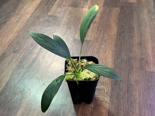 Homalomena sp.グリーンナロー From ランガット