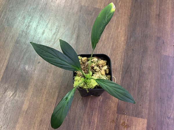 Homalomena sp.グリーンナロー From ランガット アクアテイラーズ