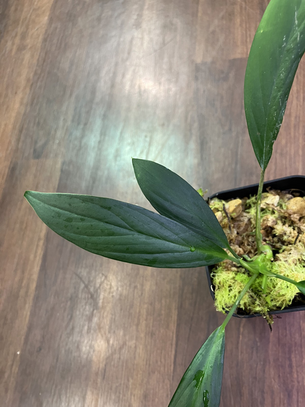 Homalomena sp.グリーンナロー From ランガット アクアテイラーズ