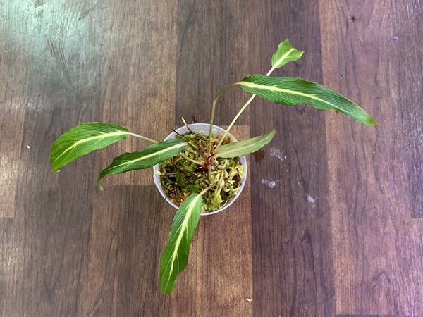 Homalomena sp. West pupua アクアテイラーズ オンラインショップ
