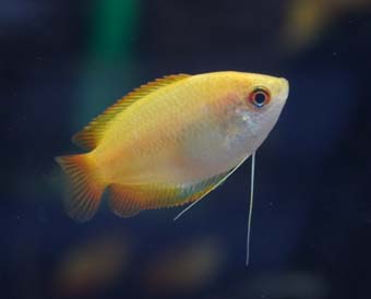 ゴールデンハニードワーフグラミー 1匹