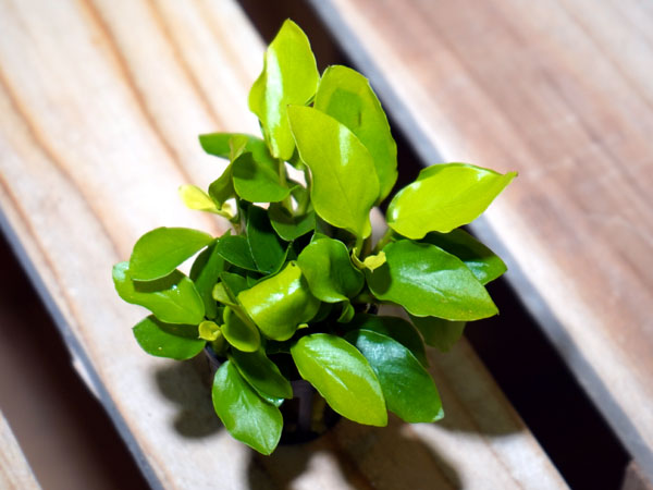 アヌビアス ナナ ゴールデン ミニ 1ポット