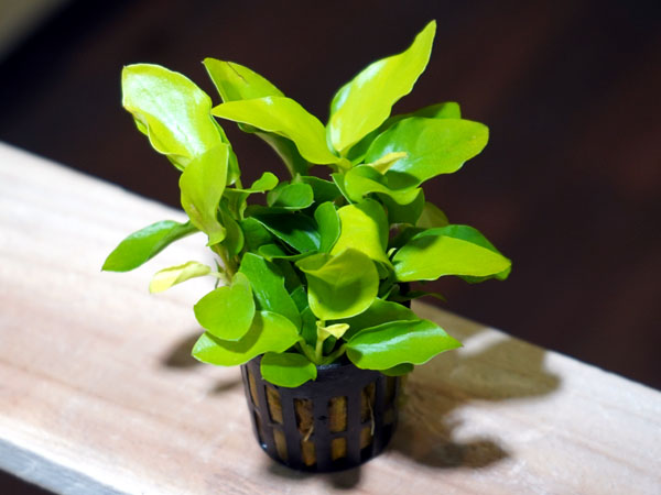 アヌビアス ナナ ゴールデン ミニ 1ポット アクアテイラーズ