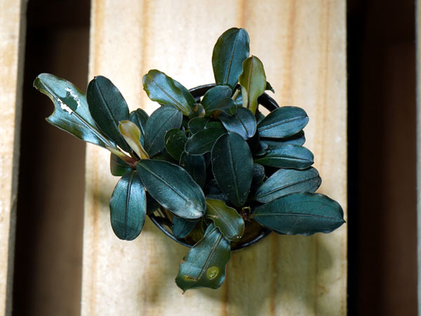 ブセファランドラspティアブルー ブセファランドラsp.ティア | ブセナマズ